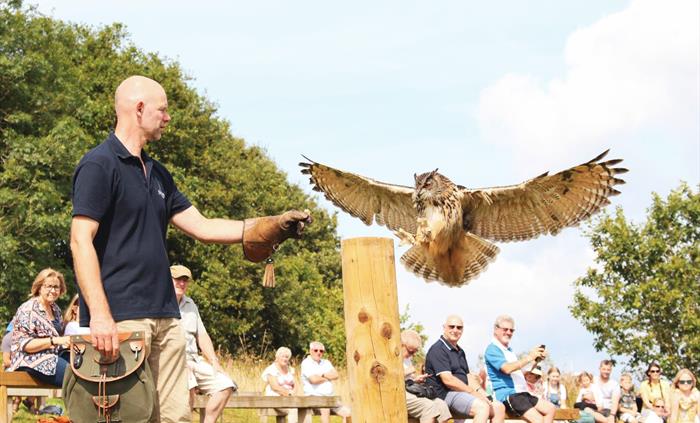 Hector - European Eagle Owl at The British Bird of Prey Centre